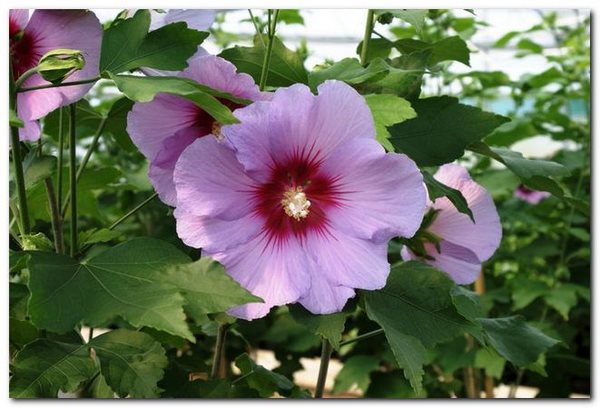 fleur d'hibiscus